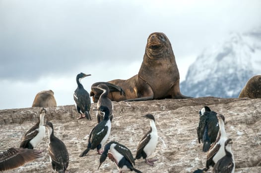 King Cormorant colony sits on an Island in the Beagle Channel. Sea lions are visible laying on the Island as well. Tierra del Fuego, Argentina - Chile