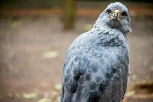 Crowned Solitary Eagle, Guira Oga, Puerto Iguazu, Misiones, Argentina-Brazil, South America .