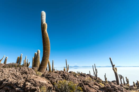 Isla de Pescadores, Salt lake Uyuni in Bolivia