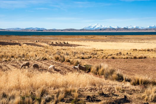 Shore of Lake Titicaca from the bolivian side