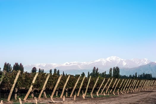 Early morning in the vineyards. Volcano Aconcagua Cordillera. Andes mountain range, in Maipu, Argentine province of Mendoza