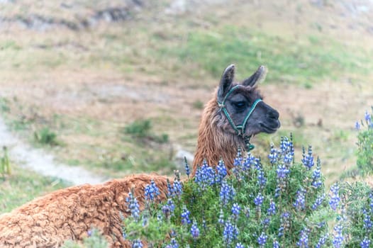 Llama, South American camelid, which live in the high alpine areas of the Andes