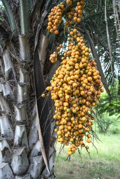 Butia palm in the family Arecaceae, native to South America in Brazil, Paraguay, Uruguay and Argentina