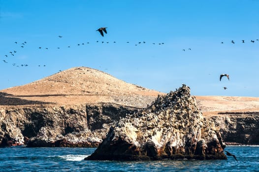 Ballestas Islands, Paracas National Reserve. The very first Marine Conservation centre in Peru, refer to the prolific wildlife and the great scenery as the "Galapagos of Peru."""