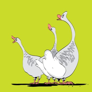 Farm bird wild or domestic goose. A flock of grey geese. Animals vector illustration