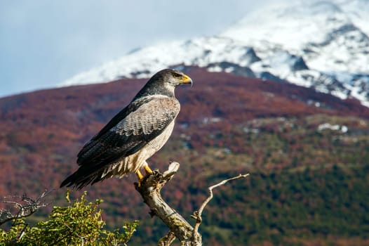 The Torres del Paine National Park in the south of Chile is one of the most beautiful mountain ranges in the world