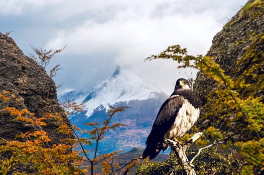 Patagonian classic