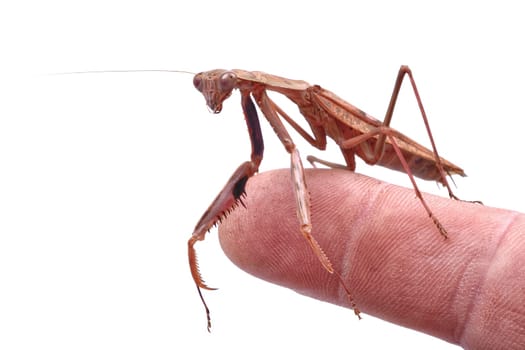 Mantis on a finger isolated on a white background