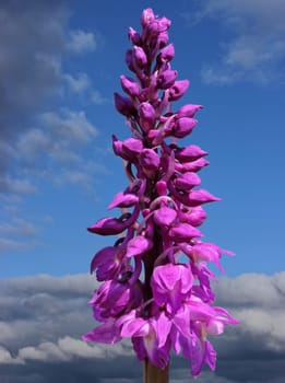 Magnificent boy's herb (Orchis mascula)