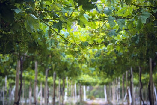 Sunny Spring Vineyard. Grapevine flower transformation into a grape berry. Elqui Valley, Atacama Desert in the Coquimbo region, Chile