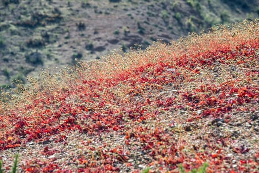 Flowering desert (Spanish