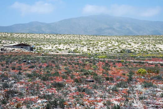 Flowering desert (Spanish
