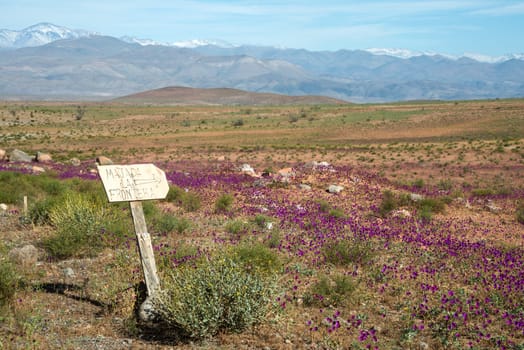 Flowering desert (Spanish