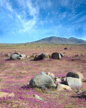 Flowering desert  (Spanish