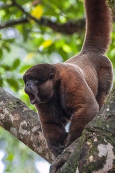 Woolly (chorongo) monkey in the Amazonia of Ecuador