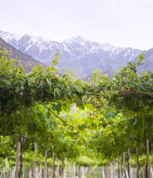 Spring Vineyard when Grapevine flower are transforming into a grape berry. Elqui Valley, Andes part of Atacama Desert in the Coquimbo region, Chile