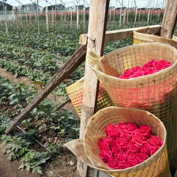 Roses Harvest, plantation in Tumbaco, Cayambe, Ecuador, South America