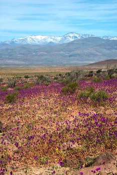 Flowering desert  (Spanish