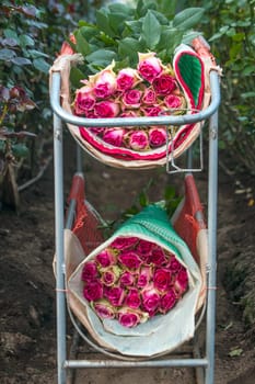 Roses Harvest, plantation in Tumbaco, Cayambe, Ecuador, South America
