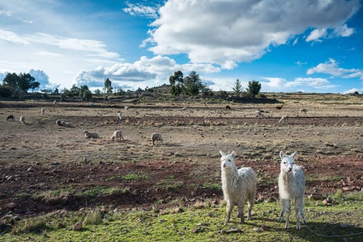 llamas are front of Terraced Inca fields and ruins of village in the Andes, Puno, Peru, South America