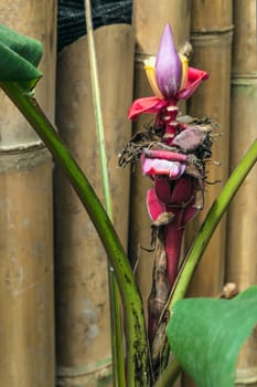 Exotic plant Heliconia front of a bamboo fence, Ecuador