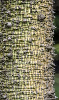 The texture of the tree bark Silk Floss Tree ( Chorisia speciosa )