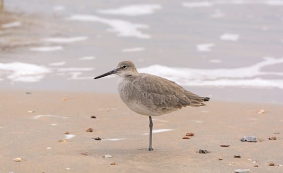 Willet Resting on the Shore on the Gulf Coast of Texas