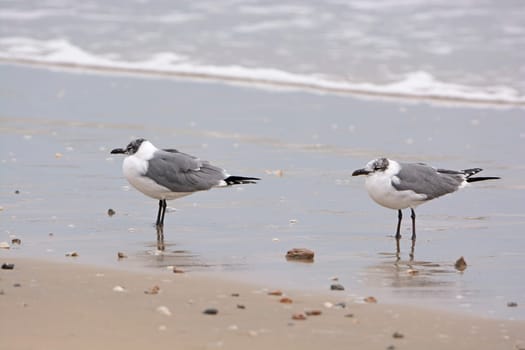 Non-breeding adult laughing gulls on the Gulf Coast of Texas