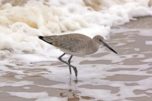Willet Wandering through the Sea Foam on the Gulf Coast of Texas