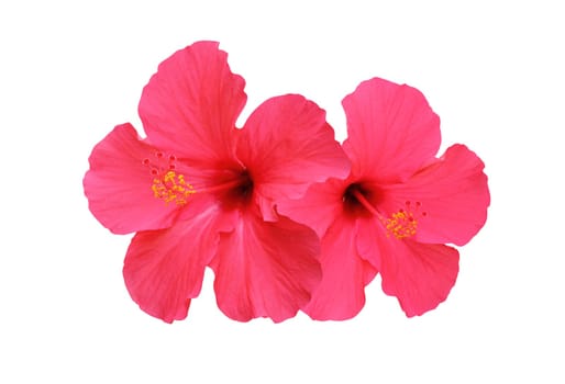 Two hibiscus flowers isolated on white background