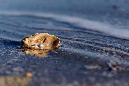 Australian pearls over an old shell on the beach washed by the waves of the sea.