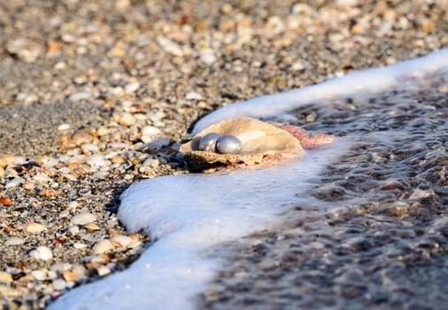 Australian pearls over an old shell on the beach washed by the waves of the sea.