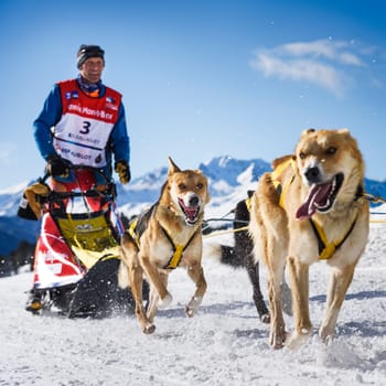 SARDIERES VANOISE, FRANCE - JANUARY 20 2016 - the GRANDE ODYSSEE the hardest mushers race in savoie Mont-Blanc, Daniel JUILLAGUET, sweeden musher, Vanoise, Alps