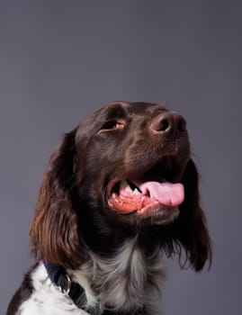 Portrait of a small Munsterlander,hunting dog breed