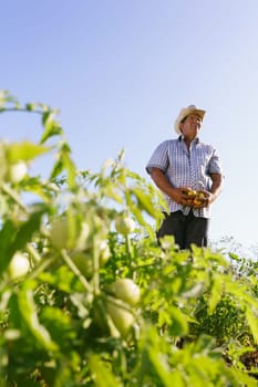 Farming and cultivations in Latin America. Middle aged hispanic farmer standing proud in tomato field, holding some vegetables in his hands. Copy space in the sky.