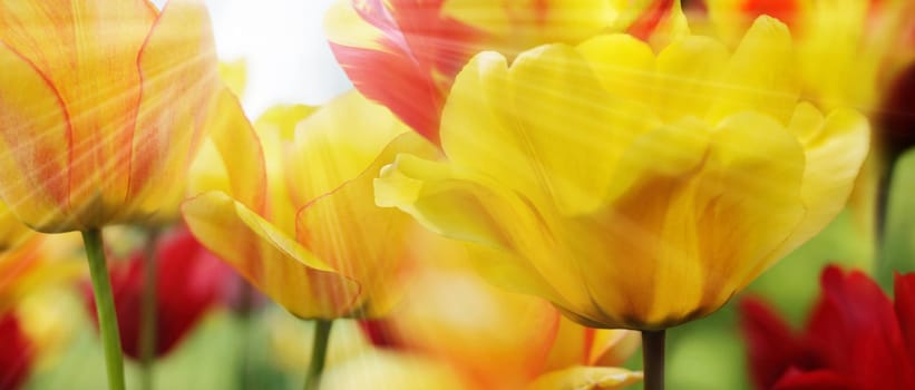 Tulips in red and yellow colors and patterns lit by the spring sun,highres