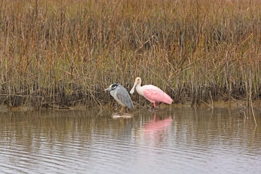 Night Heron and Spoonbill in a Wetland on the Texas Gulf Coast