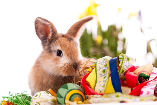 Colorful rabbit with Easter eggs on white background