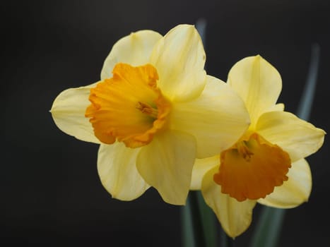 Easter bells