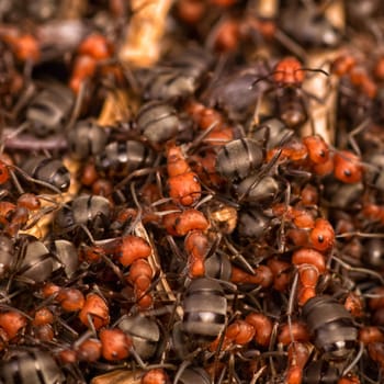 Macro of a pile of red and black ants.