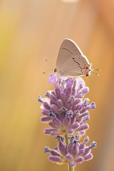 Macro of a Gray Hairstreak butterfly resting on a purple lupin.