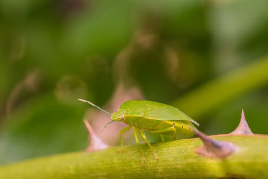 Macro of a large green stink bug resting on a step with thorns.