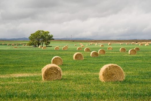 Landscape of hay bales in green grass with a a tree in the distance.