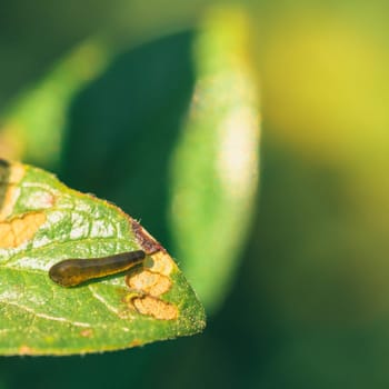 Macro of a pear slug on a damaged leaf.
