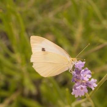 Macro of a Cabbage butterfly on a purple lupin.