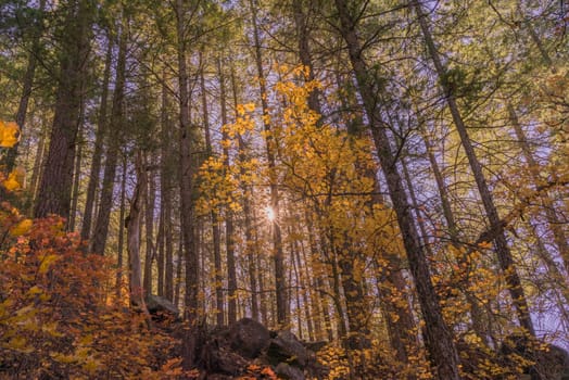 Landscape of a sunburst shining through the autumn leaves.