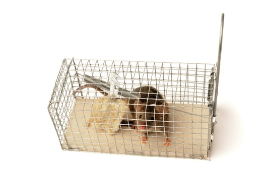 Scoop or mouse trap with a mouse trapped with a piece of bread
