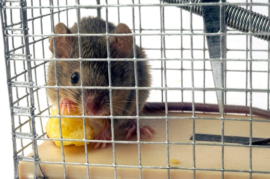 Scoop or mouse trap with a mouse trapped with a piece of bread