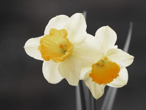 Easter bells