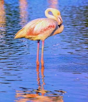 Greater flamingo, phoenicopterus roseus, standing in the blue water, Camargue, France